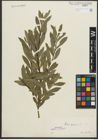 Foto von Salix purpurea L.